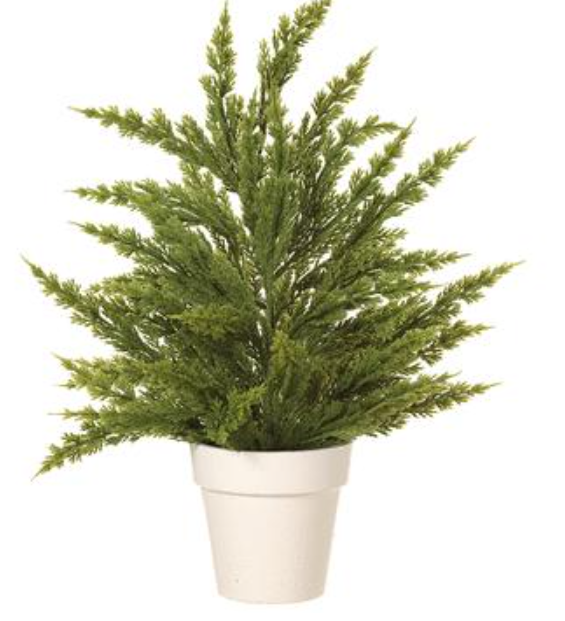 18" Briar Pine Tree in Pot  Green~pre-order